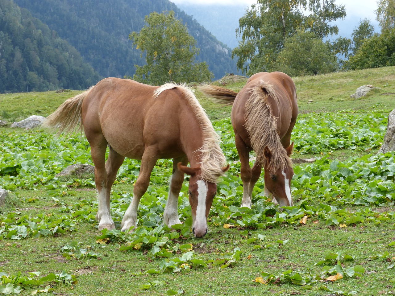 The Secret Trails of Switzerland’s Valais Region